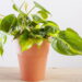 Plantas suspensas perfeitas para varandas pequenas