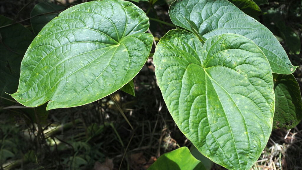Quem sofre com ansiedade vai se surpreender com o efeito dessa planta