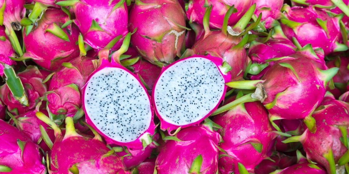 Aprenda a plantar Pitaya em casa do jeito certo com as melhores dicas!