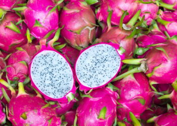 Aprenda a plantar Pitaya em casa do jeito certo com as melhores dicas!