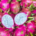 Aprenda a plantar Pitaya em casa do jeito certo com as melhores dicas!