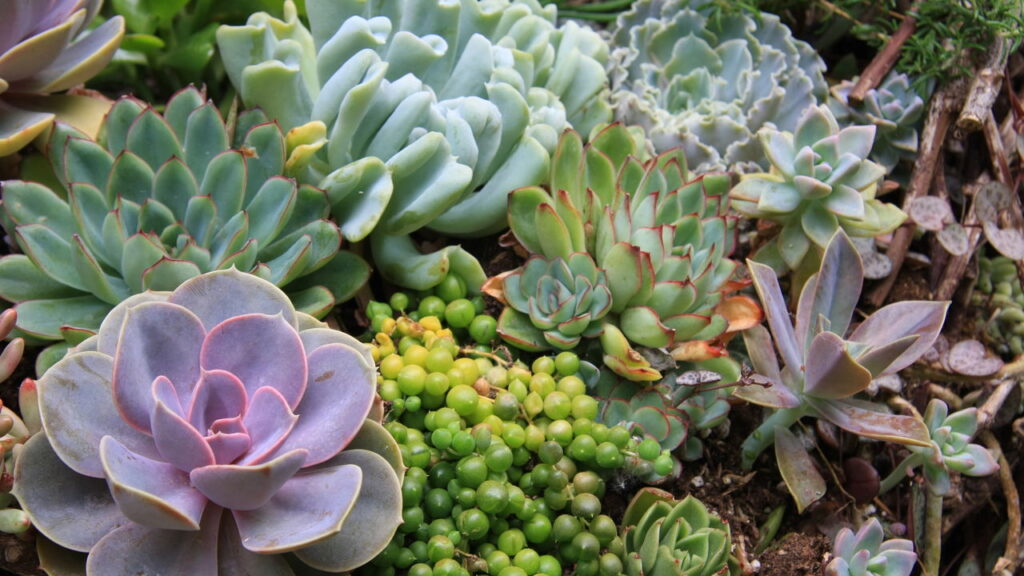 Plantas para cultivar em janelas para vistas revigorantes