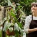 As melhores plantas calmantes para ansiedade e bem-estar