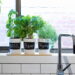 As 3 plantas que neutralizam cheiros fortes em cozinhas e lavanderias
