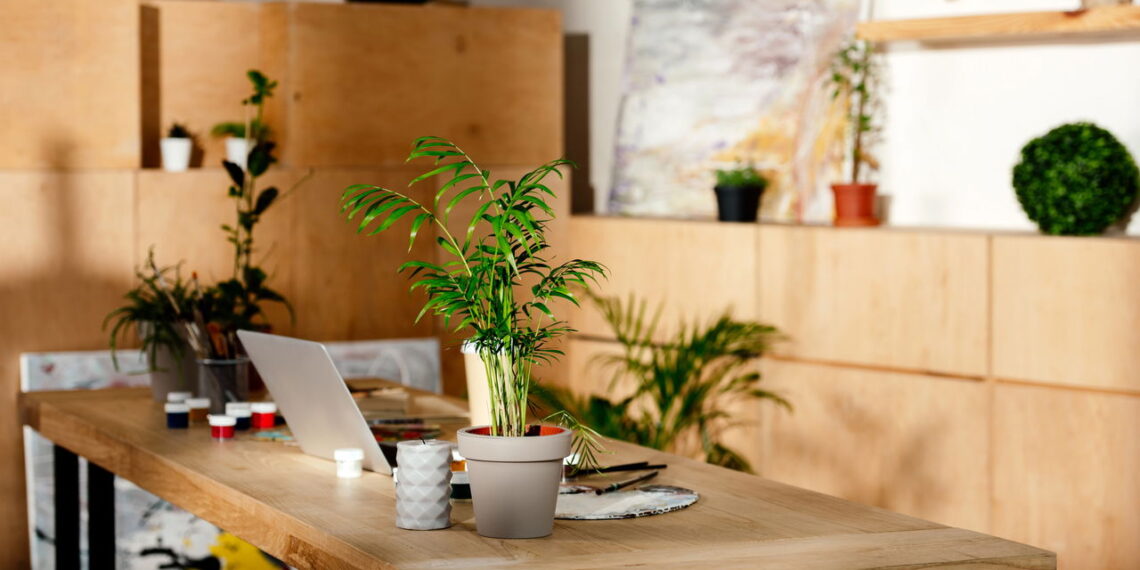 3 plantas poderosas que eliminam toxinas do ar da sua casa