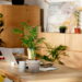 3 plantas poderosas que eliminam toxinas do ar da sua casa