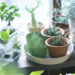 4 plantas exóticas que inspiram viagens imaginárias através da decoração