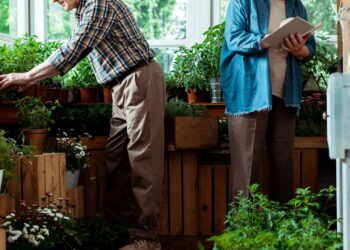 Plantas fáceis de cuidar que promovem rotinas tranquilas e espaços organizados