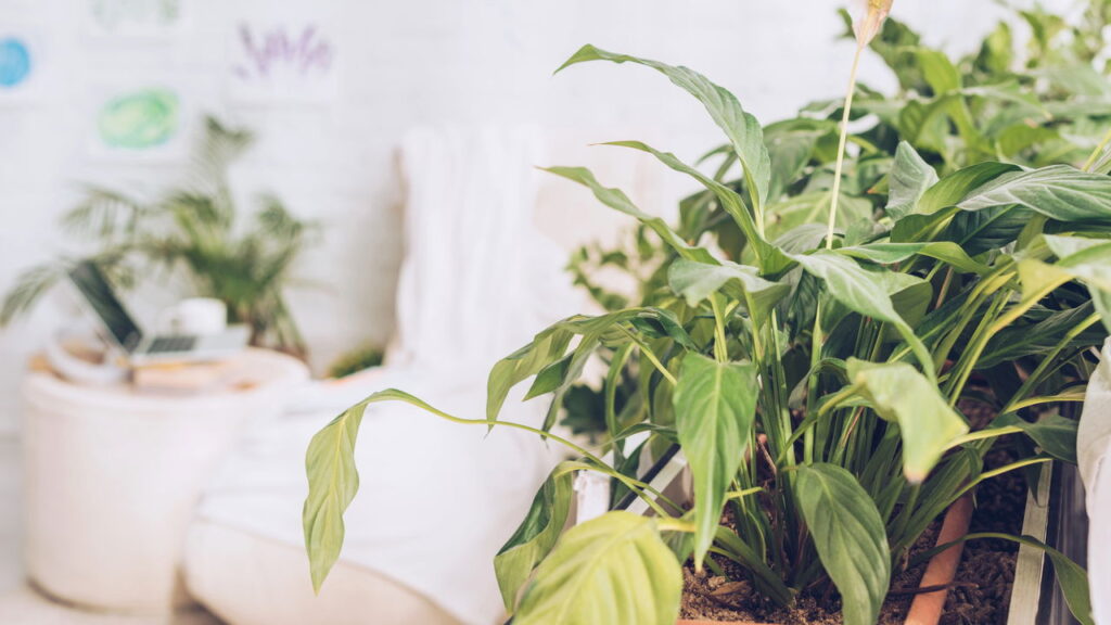 Plantas fáceis de cuidar que promovem rotinas tranquilas e espaços organizados