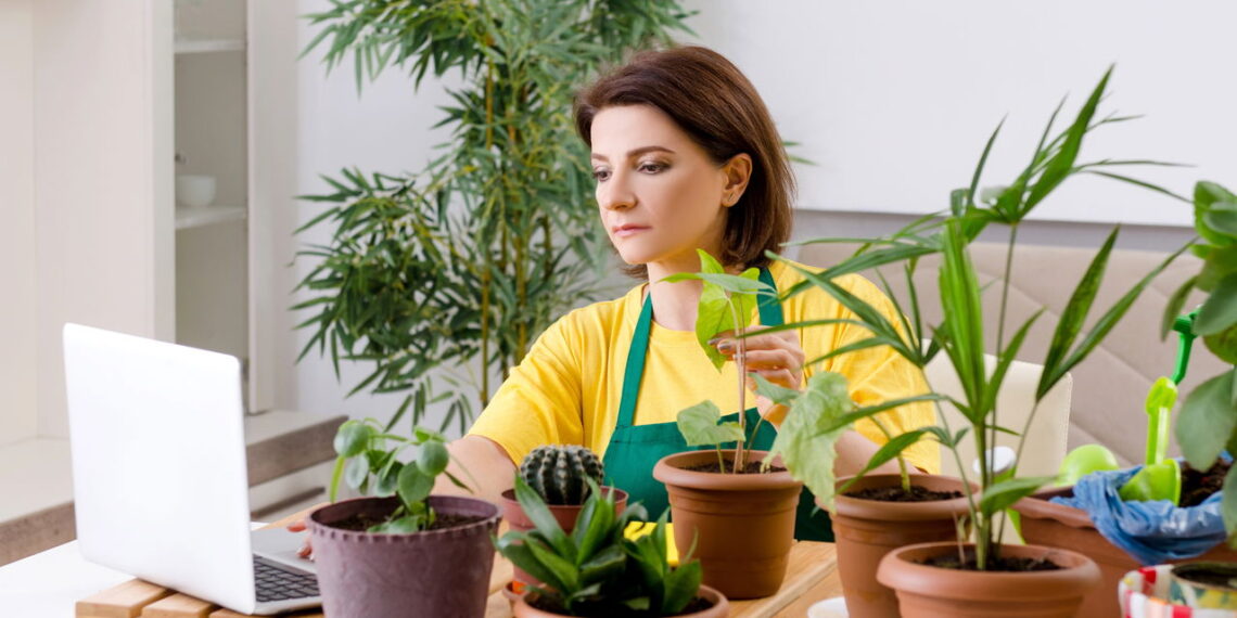 Tipos de plantas que atraem o azar para dentro de sua casa