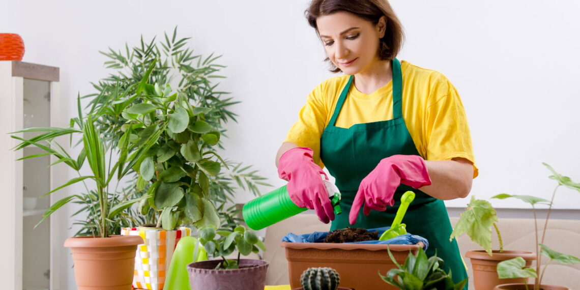Plantas de fácil cuidado para iniciantes em casa