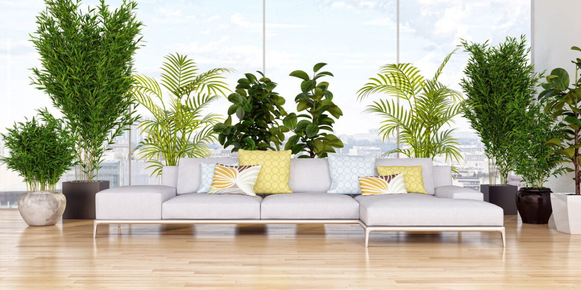 Plantas para lugares ensolarados em casa o ano todo