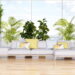 Plantas para decorar janelas de apartamentos de um jeito único
