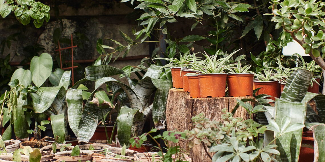 As 3 plantas que florescem sob a lua cheia do inverno