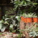 As 3 plantas que florescem sob a lua cheia do inverno