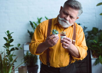 As 3 plantas que purificam o ar da sua casa sem esforço