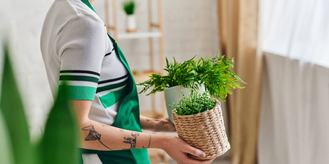 Plantas que iluminam o caminho para o empoderamento diário