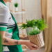 Plantas que iluminam o caminho para o empoderamento diário