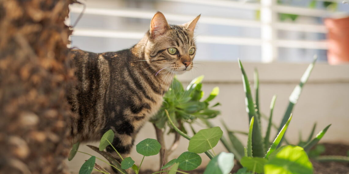 Plantas que neutralizam odores de animais de estimação