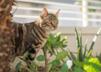 Plantas que neutralizam odores de animais de estimação