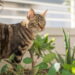 Plantas que neutralizam odores de animais de estimação