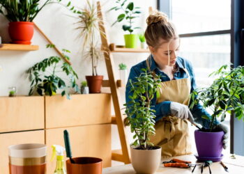 Plantas que refrescam o ambiente e criam um espaço mais acolhedor