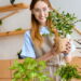 Plantas aromáticas que perfumam a casa e afastam mosquitos
