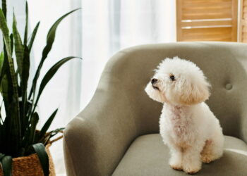 As plantas mais benéficas para pets revelam o poder contra o estresse animal