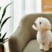 As plantas mais benéficas para pets revelam o poder contra o estresse animal