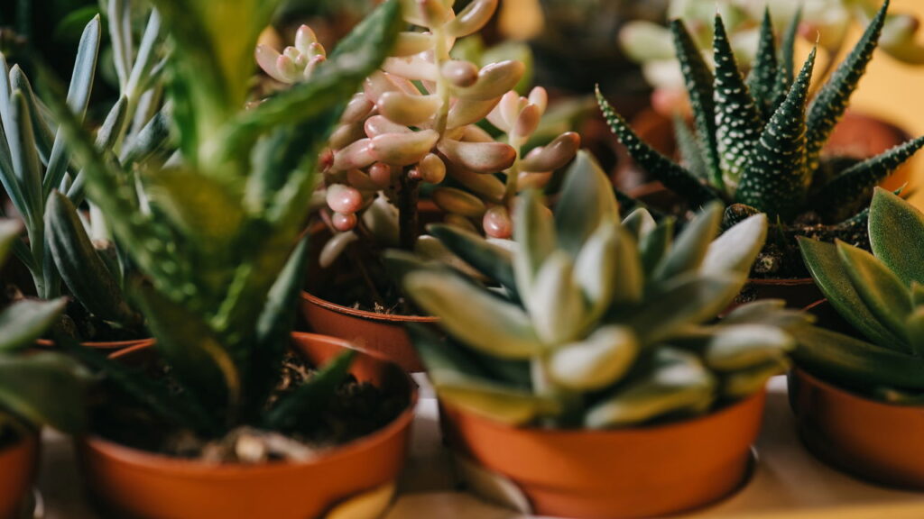 Melhores plantas para arranjar em mesas e criar refeições acolhedoras