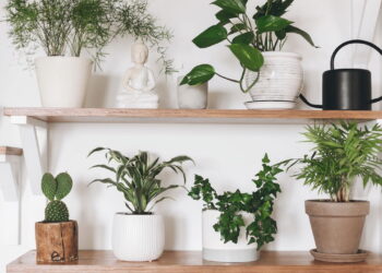 Respire melhor com essas 3 plantas que limpam o ar da sua casa