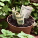 A planta mais poderosa do Feng Shui para atrair dinheiro e sorte
