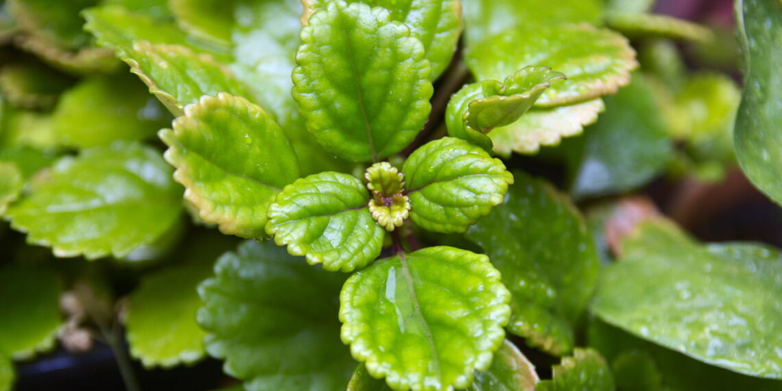 Plectranthus verticillatus