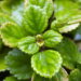 Plectranthus verticillatus
