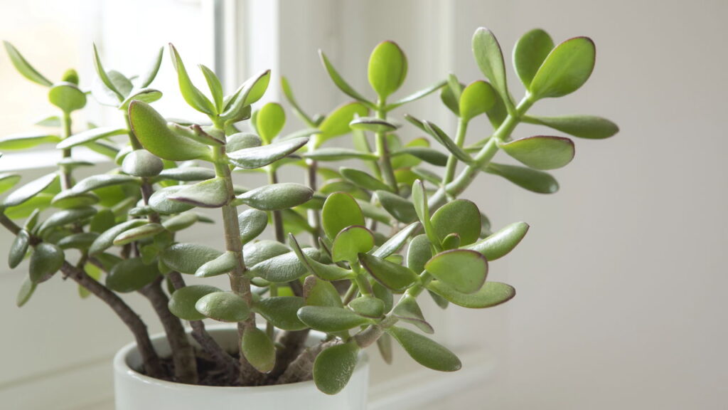 3 plantas que transformam sua sala de forma natural