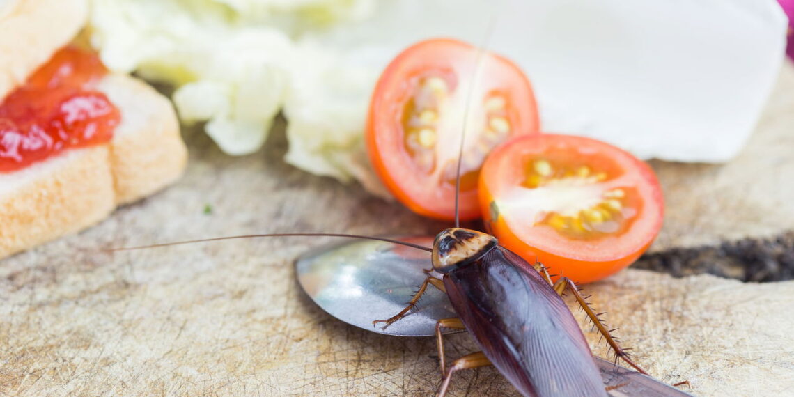 Pragas comuns na cozinha que você pode eliminar facilmente