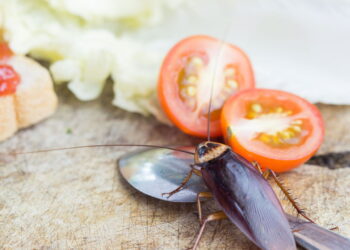 Pragas comuns na cozinha que você pode eliminar facilmente