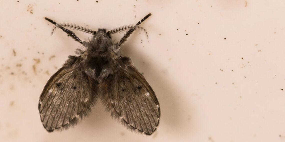 Qual o nome da mosquinha que fica no banheiro e para que ela serve