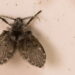 Qual o nome da mosquinha que fica no banheiro e para que ela serve