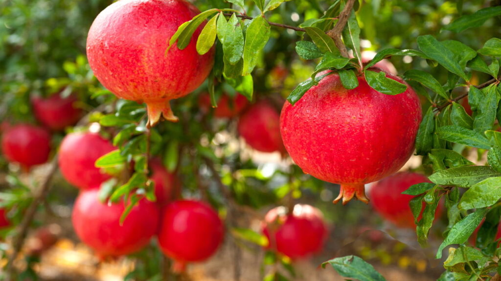3 frutas versáteis para infusões que crescem em ambientes secos