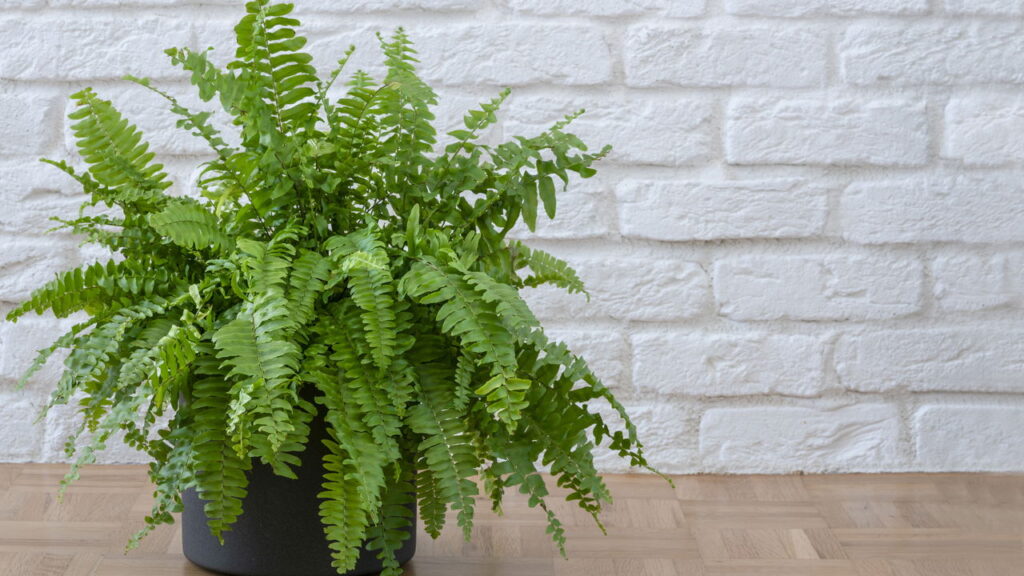 Plantas que além de decorar banheiros criam um ambiente relaxante