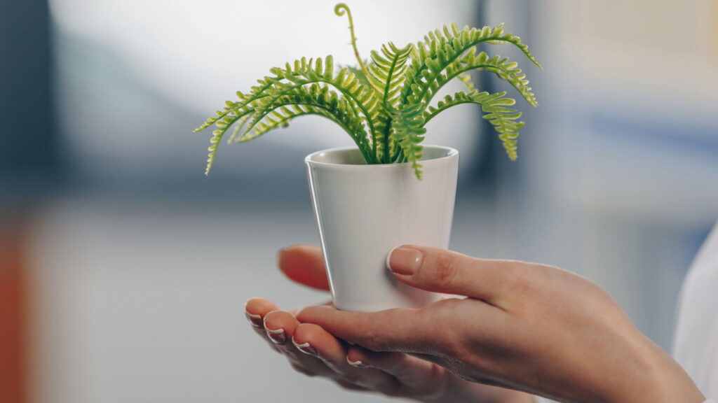 Plantas que absorvem ruídos e criam cantos tranquilos no lar