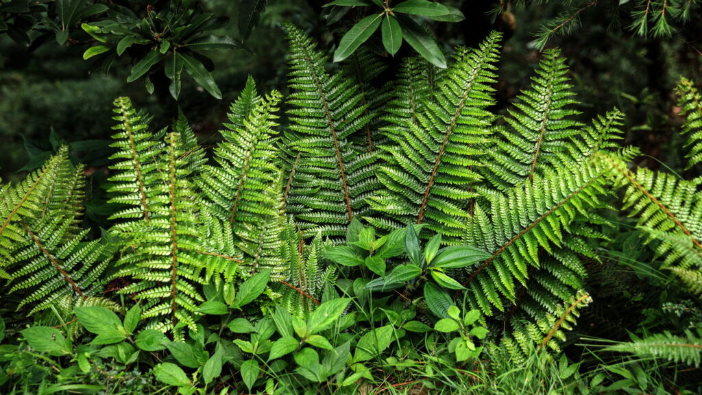 As 3 plantas que revitalizam porões com atmosfera acolhedora e purificação natural
