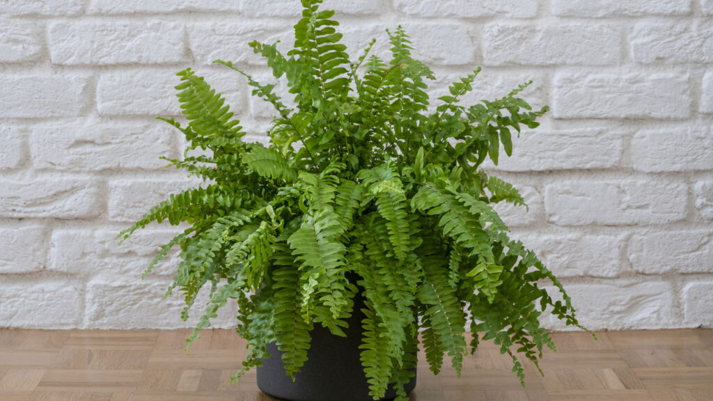 Transforme seu quarto com plantas que trazem beleza e frescor para o ambiente