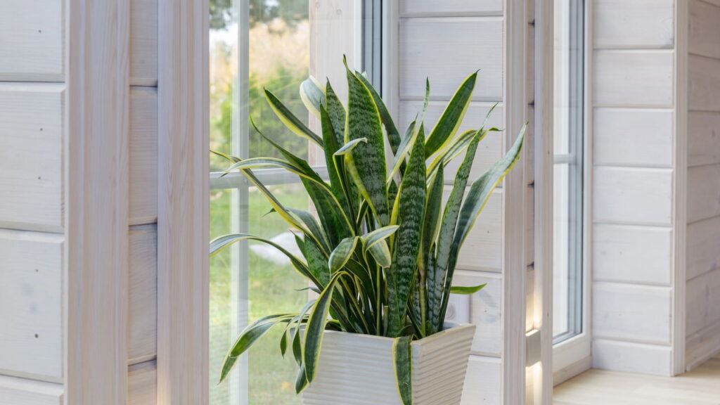 Plantas para limpar o ar e transformar sua casa em um espaço mais saudável