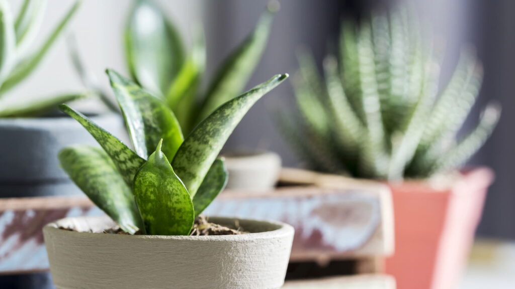 Plantas que ajudam a limpar o ar e reduzir poeira dentro de casa