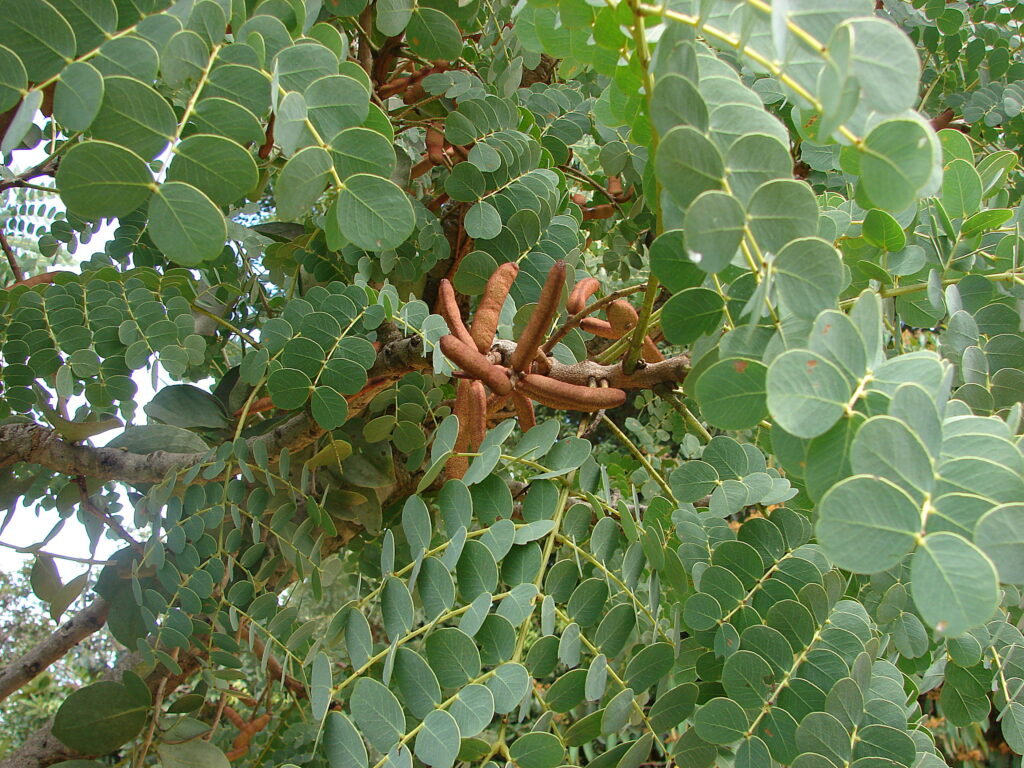 Plantas medicinais populares no Brasil revelam usos surpreendentes