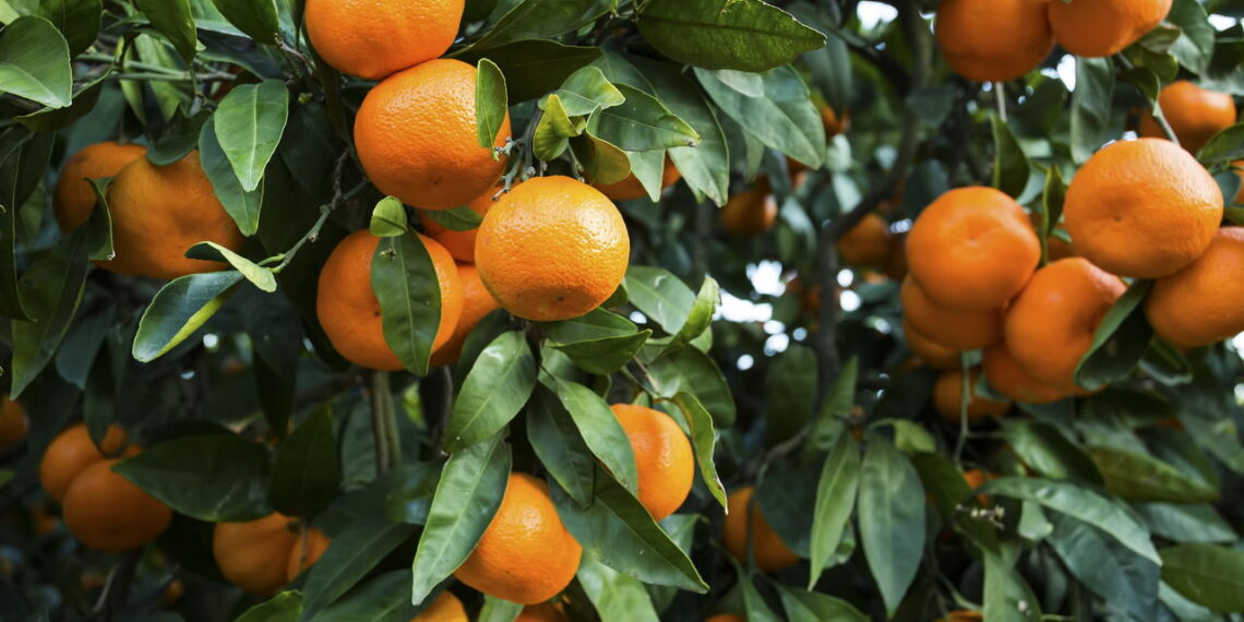 Fruta cítrica com sabor adocicado conquista quem a cultiva