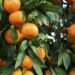 Fruta cítrica com sabor adocicado conquista quem a cultiva