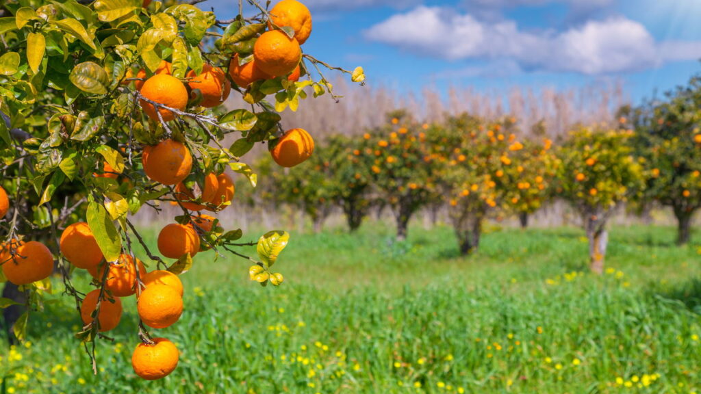 Fruta cítrica com sabor adocicado conquista quem a cultiva